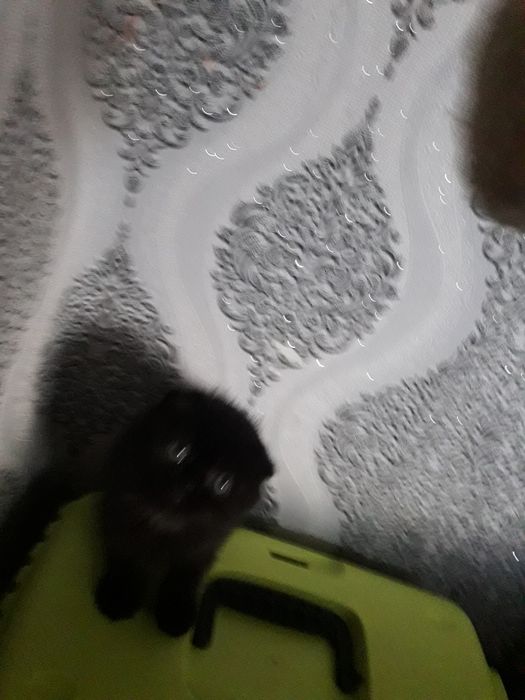 Продаются котята