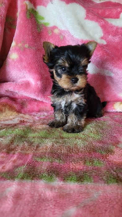 Щенки разного возраста.