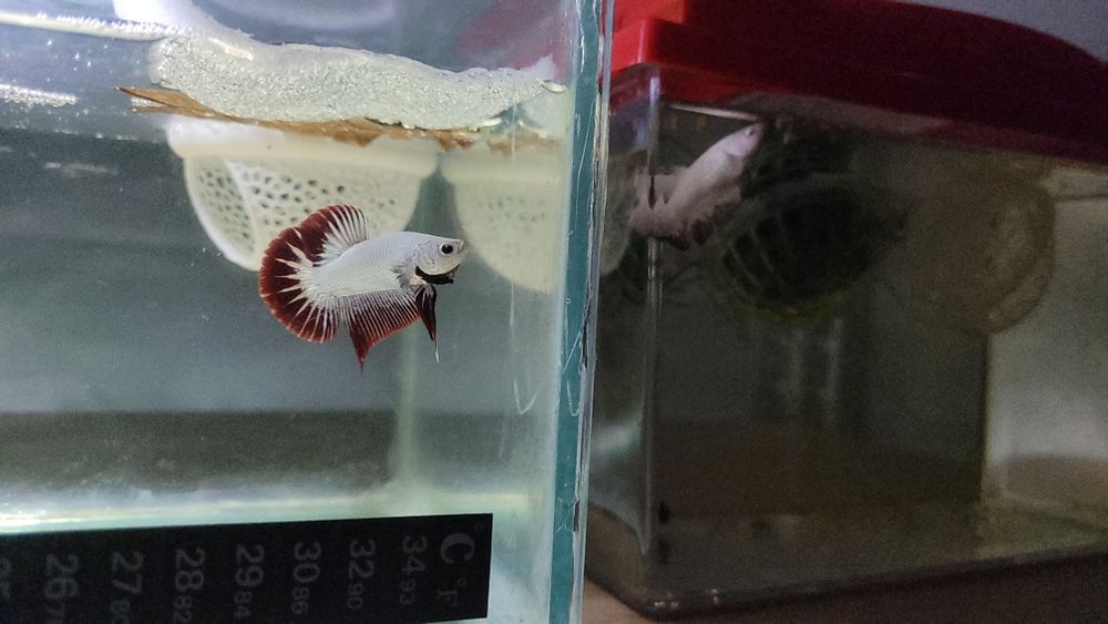 Termômetro em tiras para saúde e bem estar do peixe(betta ou outras espécies)