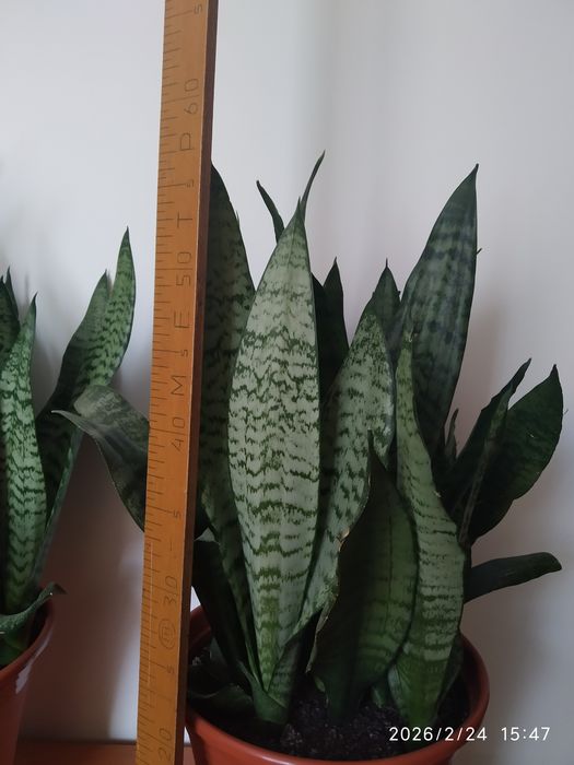 Вазон Сансевєрія