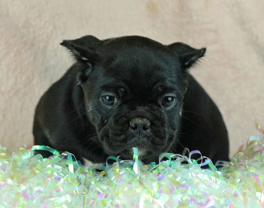 Американ булли микро экзотик. ABKC