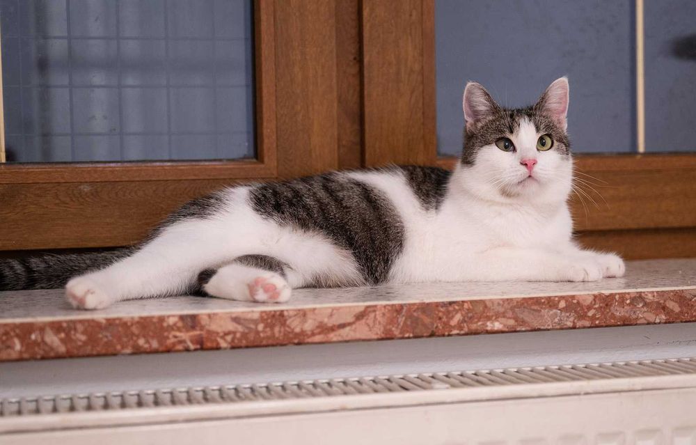 Kotka do adopcji - LOLA, 1 rok