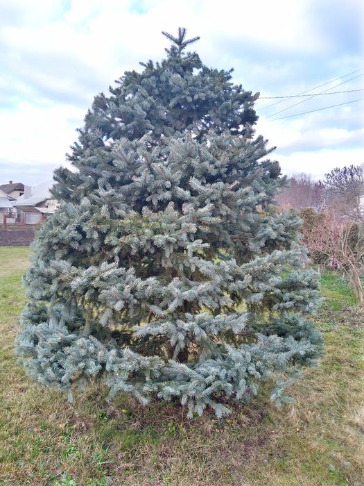 Ялинка голуба, висота 3 м, ціна 10000грн, може бути під зріз