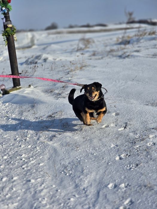 Uroczy 10 kilowy Aramis