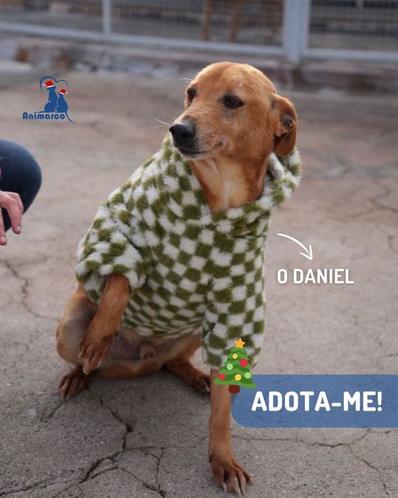 Daniel - cao de porte pequeno medio