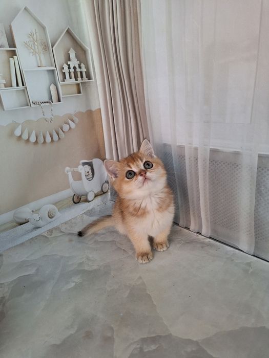 Британська золота шиншила