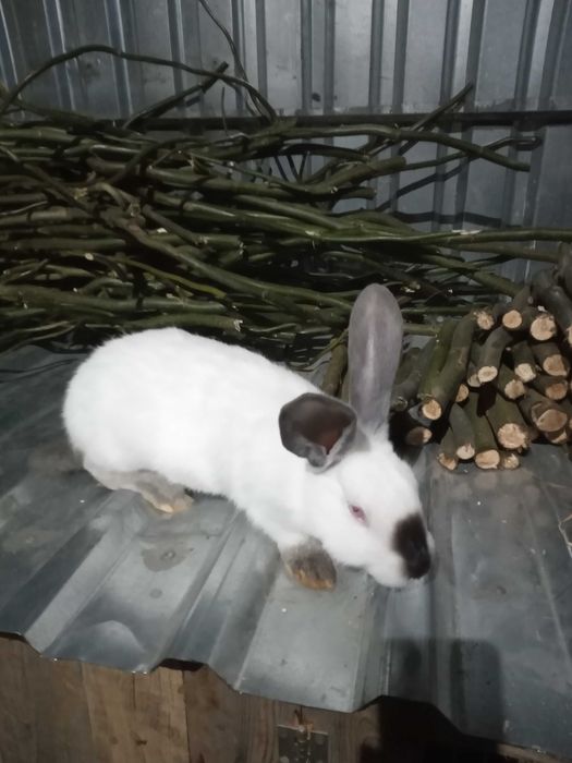 Кроленята породи Каліфорнія.