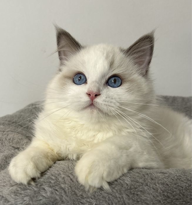 Kocurek Ragdoll blue bicolor FPL/FIFE