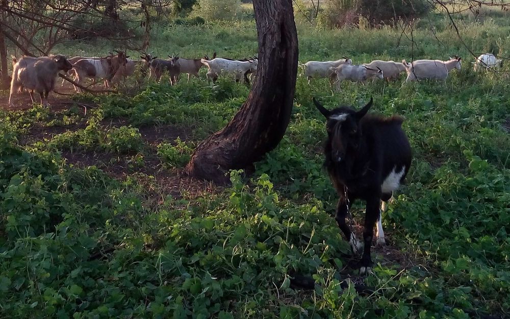 Дійні кози, козенята, вівці, цапи. Коза, цап, цапок, козеня Овцы Козы