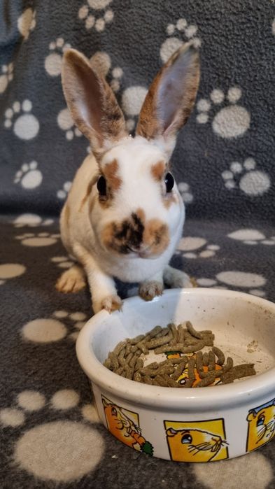 Królik pluszowy mini rex