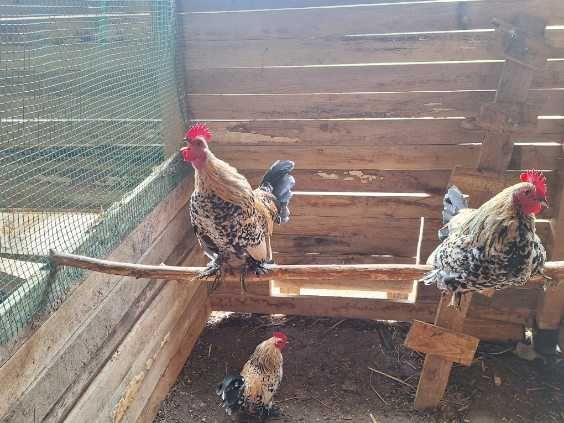 Koguty karzełki łapciate