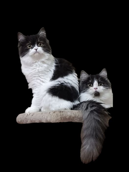 Два яскравих хлопчика