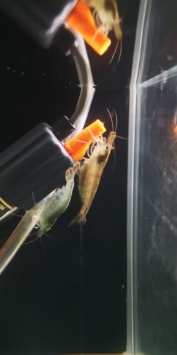 Camarões amano , caridina multidentada, japonica3 a 4 cm