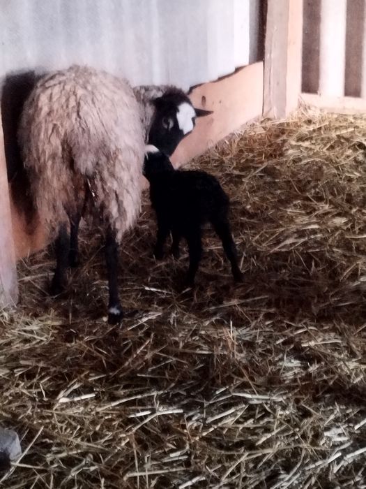 Вівці Ягнята Баран Романівська