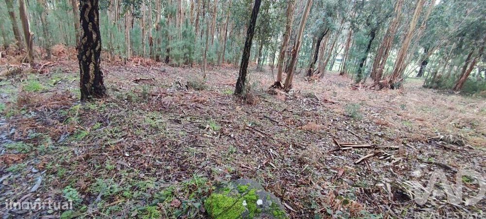 Terreno Agrícola em Bela