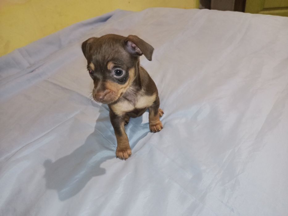 Той тер'єр дівчинка світлий шоколад шукає собі теплу, родину