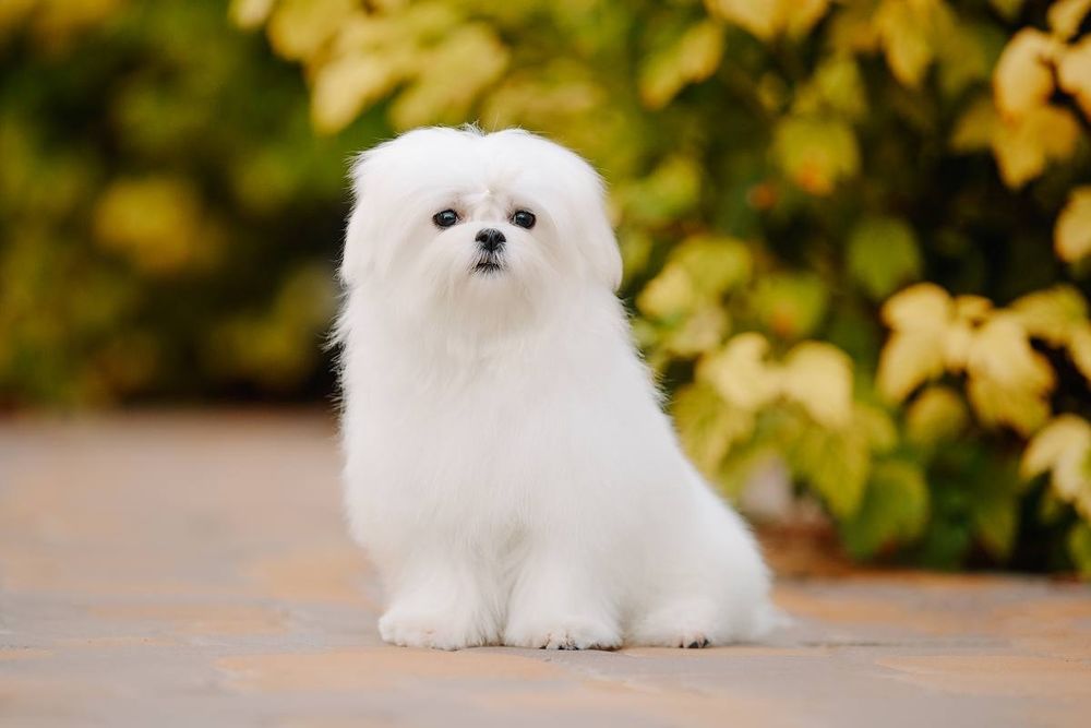 Профессиональный питомник предлагает