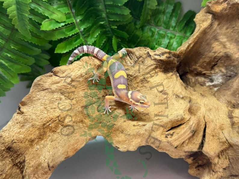 Gekon lamparci gekony lamparcie Kielce