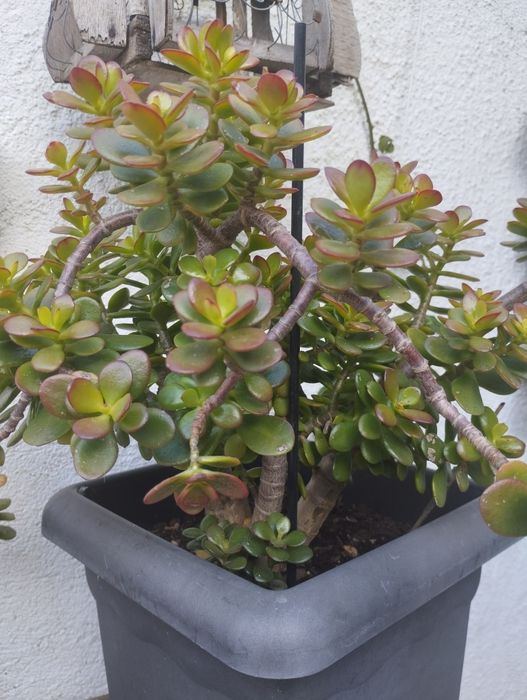 Suculenta Jade (Crassula Ovata)