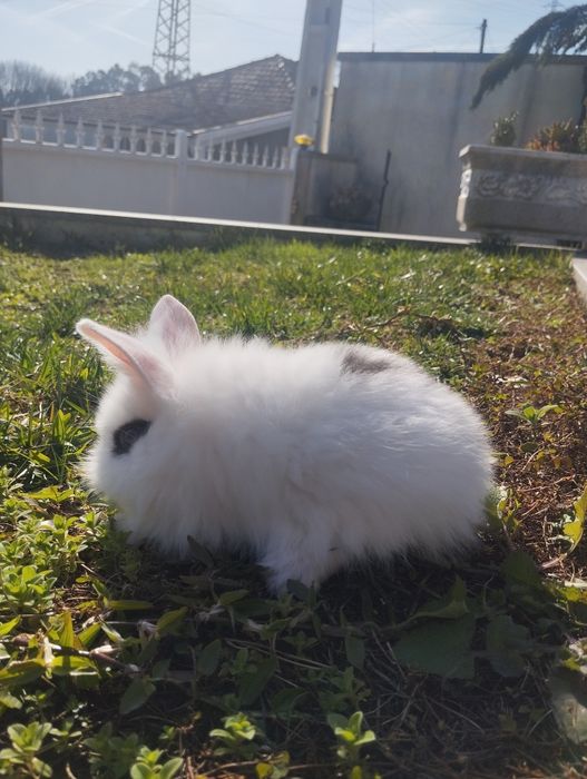 Coelhos de estimação