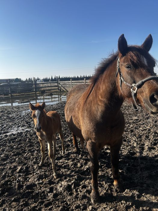 Sprzedaż koni huculskich