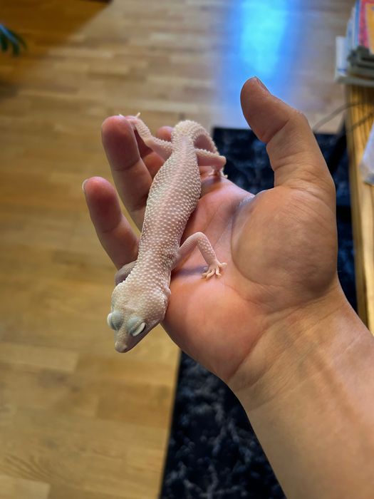 Gekon lamparci Super Snow Diablo Blanco