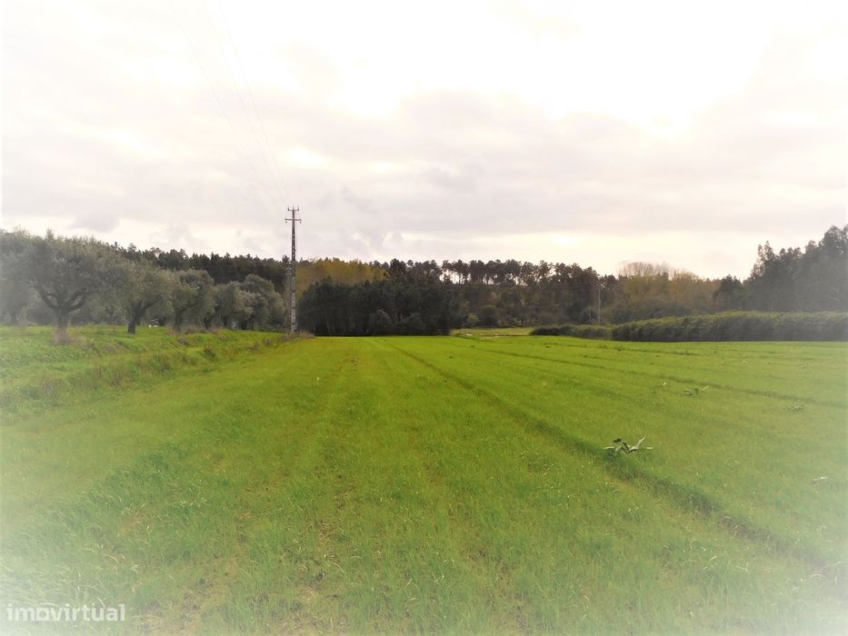 Terreno para construção com 4990m2  / Pinheiros / Leiria