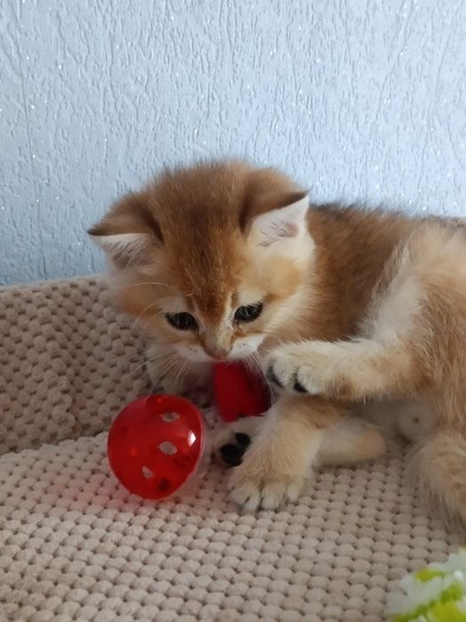 Шотландський принц