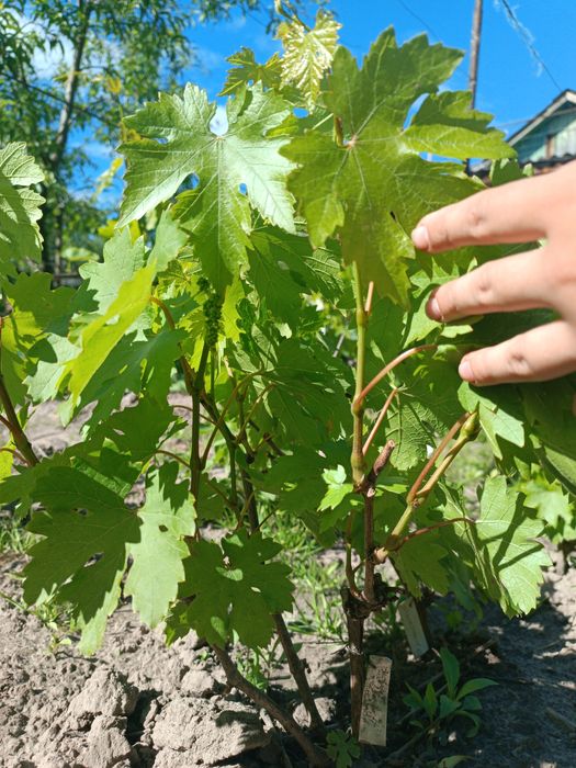 Продам двох річні саджанці винограду