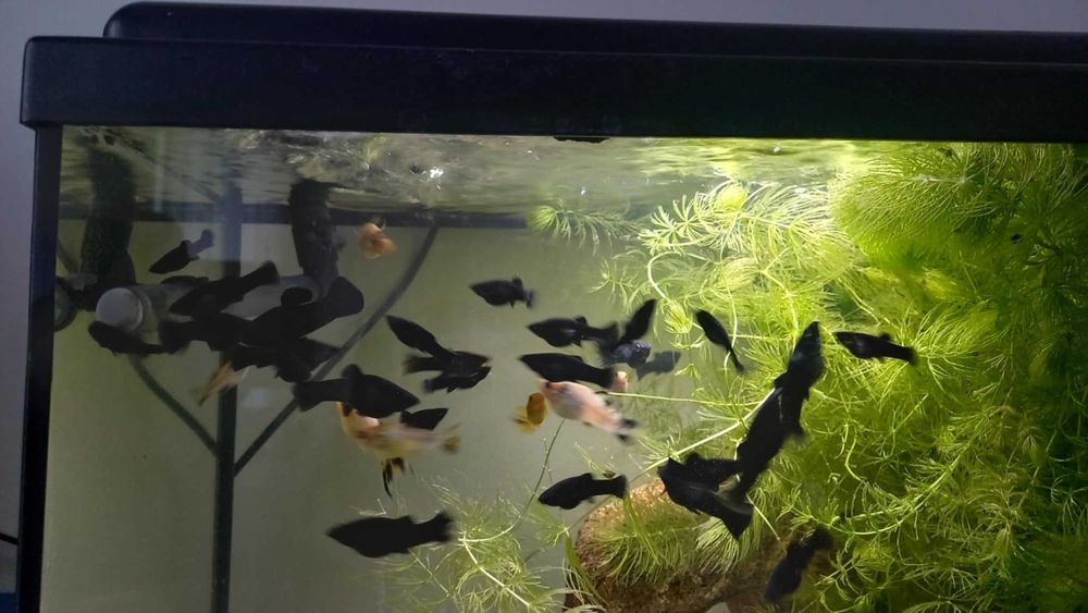 Gupiki molinezje mieczyki zbrojniki helenki krewetki rybki