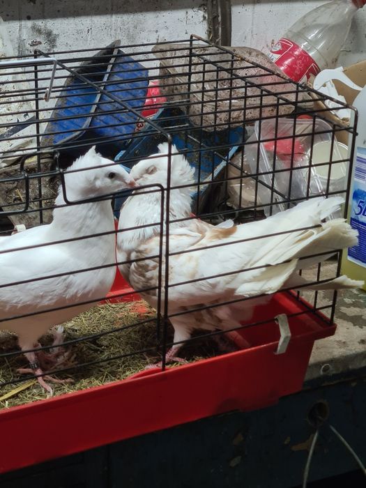 Sprzedam. Sokoły gdańskie iinne mewki białe budapeszty.  Zakonniki.