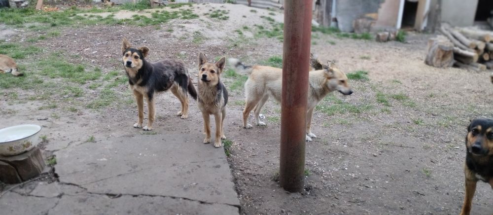 Прошу допомоги їжею