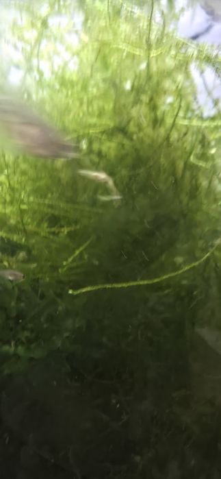 Anubias e mugo de java