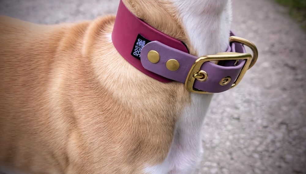 Obroża biothane fiolet bordowy, chart, whippet