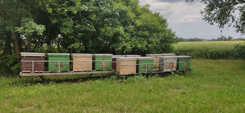 Pasieka, laweta, platforma pszczelarska obwoźna z pszczołami