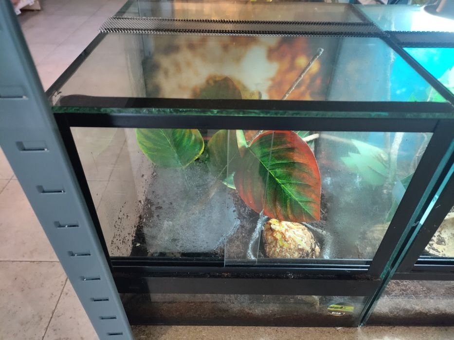 Terrario 30 cm novo.