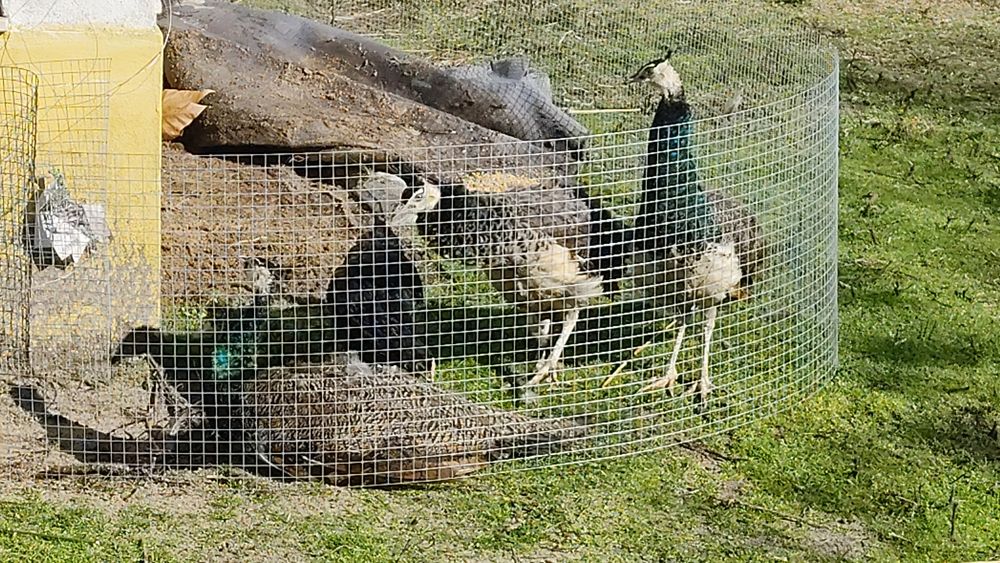 Pavão azul 2025 desparasitados , guia cortada para ceder