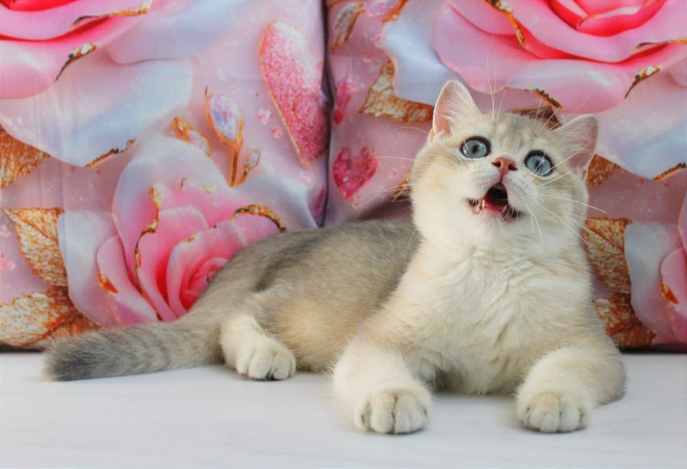 Британський хлопчина хоче в нову родину