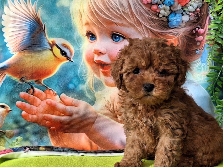 Cavapoo szczeniaczek Red brown z certyfikatem
