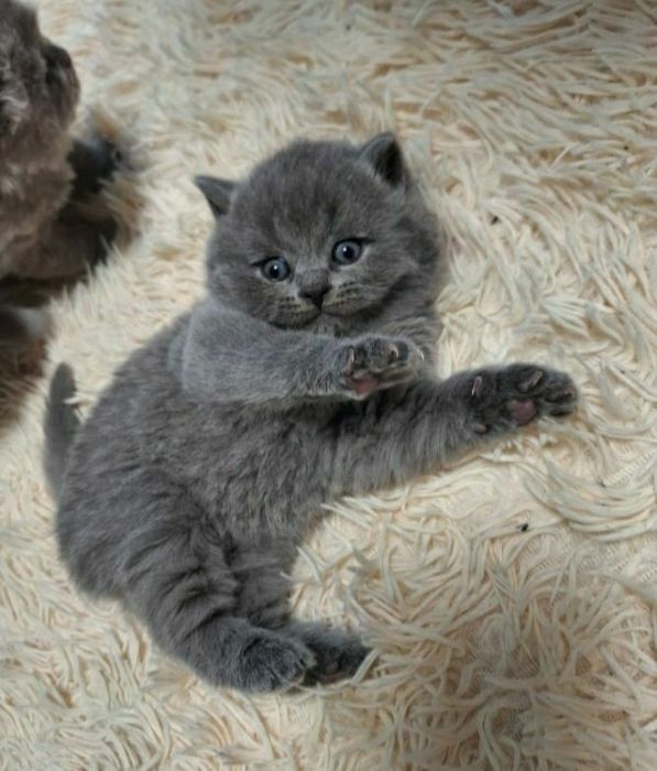 Британские с документами котята, для Вас))