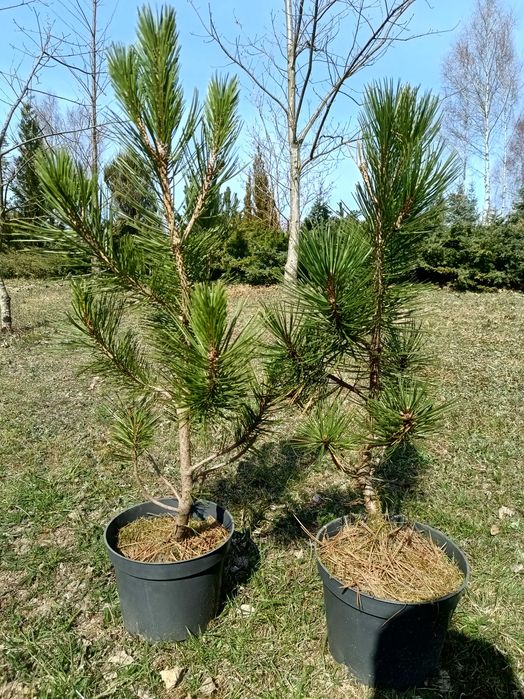Sosna bośniacka - duże sadzonki 50-60 cm w doniczkach.