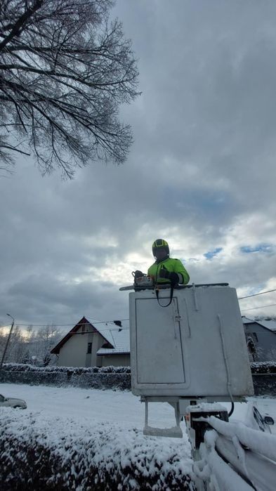 Wycinka i pielęgnacja drzew alpinistycznie regulacja tuii rębak