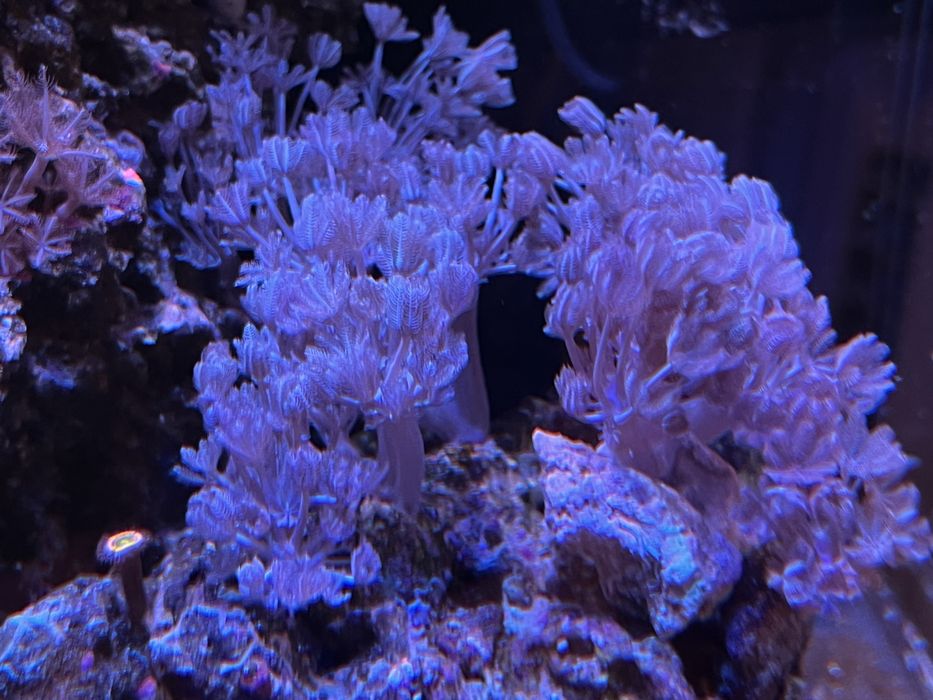 Корали мʼякі морський акваріум