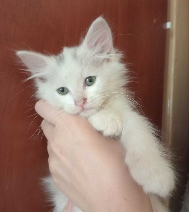Славянск, отдаю в добрые руки белого котенка мальчика