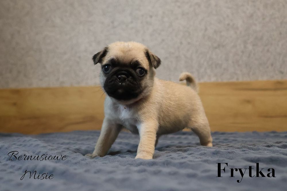 Mops beżowa sunia Frytka