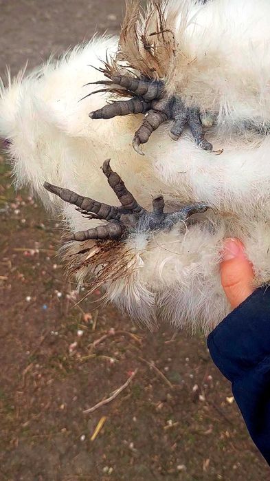 Китайський пуховий шовковий півник