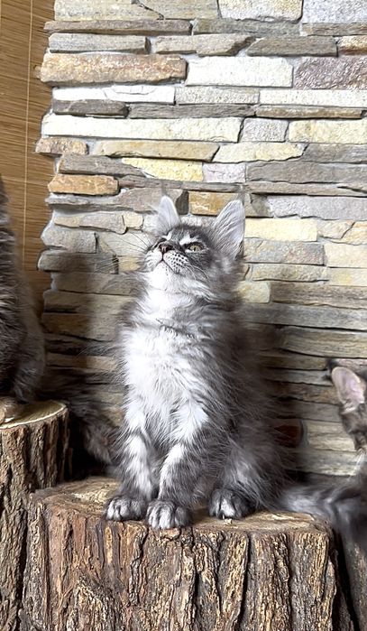 Хлопчик мейн-кун в чорному мармуровому забарвлені на сріблі