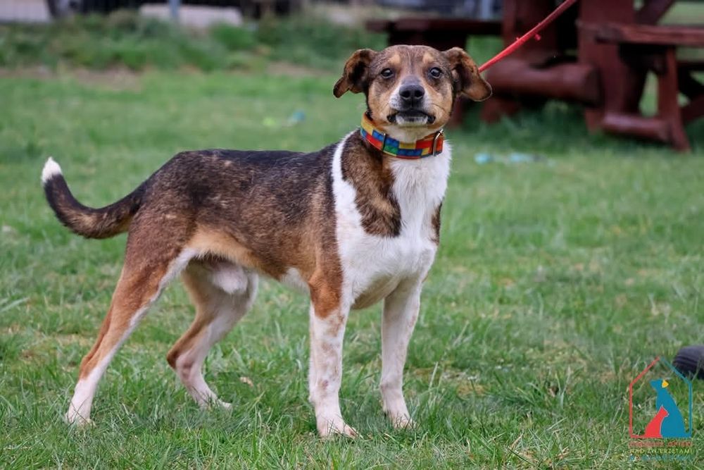 Kajtuś 196/21 - SZUKA DOMU!