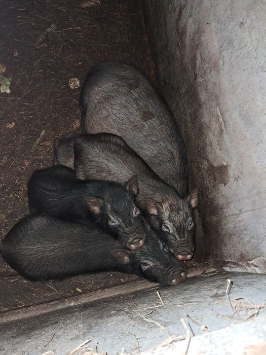 porcos pretos  25€ cada 1