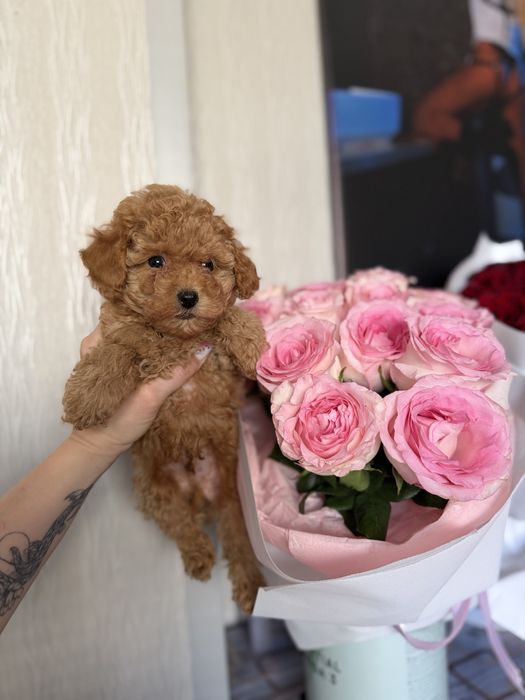 Мальтіпу міні хлопчик